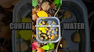 Exploring Ecosystems with Nature Discoveries