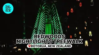 Rotorua's Must See Redwoods Nightlights Treewalk | Rotorua, New Zealand