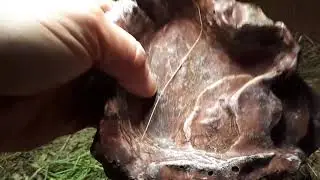 Mediterranean Spur Thighed Tortoise - BEST SUBSTRATE