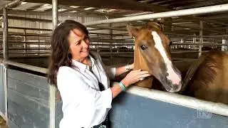 Benbrook Stables