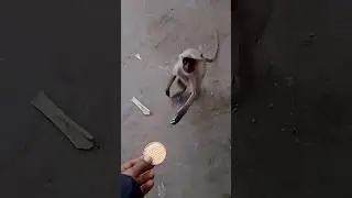 হনুমান 😍 #Hanuman #monkey #short #viral #langoor.