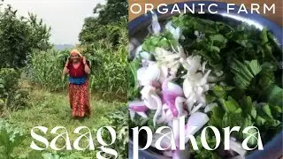 Saag ko Pakora, अर्गानिक तरकारीको harvest र स्वादिलो साग र रोटी बनाउने दिन