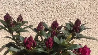 Backyard Rhododendron Blooming Time Lapse !