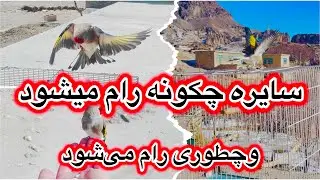 سایره من بسیار خوب رام شوده وچکونه سایره رام میشود