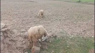Sheep  eating food 