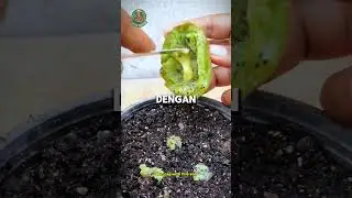 Easy tips for growing kiwi fruit #kiwi #planting #gardeningtips