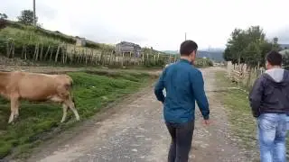 Turnalık yaylası