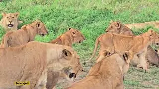 Day 4 of my 11-day safari in Tanzania 🇹🇿 &ndash; Ndutu &rarr; Serengeti &rarr; Four Seasons Safari Lodge