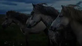 Horses in the Wind 4k Wallpaper Art TV Screen Saver