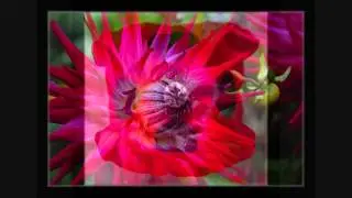 The Cello Song Dahlia Garden