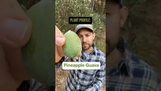 Ананасовая гуава &mdash; описание растения #шорты #тропическиефрукты #фруктовыедеревья #гуава #садоводство