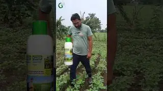 Nano urea?? #nano #nanourea #nanotechnology #indianfarmer #khetibadi #shorts