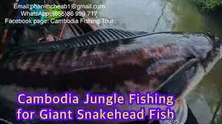 Cambodia Jungle Fishing for Giant Snakehead Fish