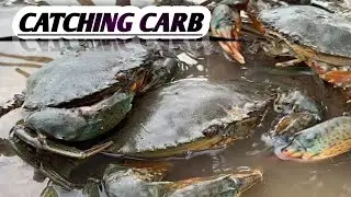 Catching Giant Crab by Hand | Amazing Crab Hunting in Mud | Traditional Crab Catching Skills l