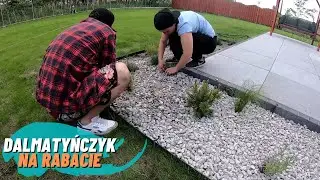 Kamień ozdobny w naszym ogrodzie. Dalmatyńczyk. Nowa stylówa