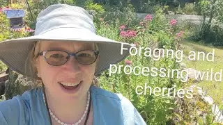 Foraging and Processing Wild Cherries