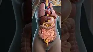 Robotic whomen drinks tea#3danimation#humanbody#digestiveprocess#medical#robot