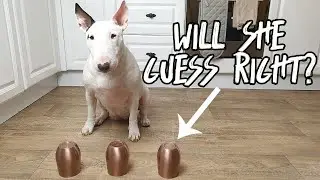 BULL TERRIER Shell CHALLENGE - Will My Dog Guess Right?