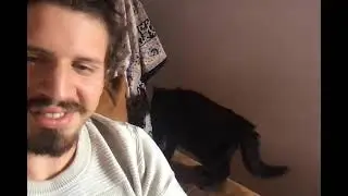 playing cat sounds to don gato