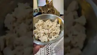 boiled chicken for my impatient cat 😂 #cat