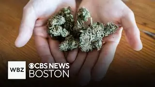 New study finds link between heavy cannabis use in those over 45 and dementia