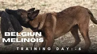 Day:-6/15 Belgian Malinois puppy Training ||zed plus kennel ||