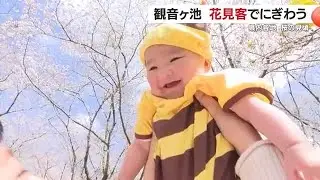 鹿児島県内各地　桜の見頃に　いちき串木野市・観音ヶ池　多くの花見客でにぎわう (25/04/02 18:58)