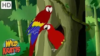 The Scarlet Macaw | One of the World's Largest Parrots | Wild Kratts