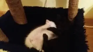Adorable black and white sister kittens Blackie and Blanche playfighting
