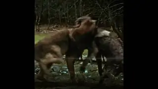 Paul and Jacob Fight💀#twilight#wolf#wolves#werewolf#jacobblack#jacob#fighting#edit #fyp#viralshorts
