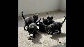 These black cats are so beautiful, they're indispensable in my life.