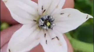 How To Control Weston Flower Trips