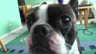 Boston Terrier puppy attacking camera 2