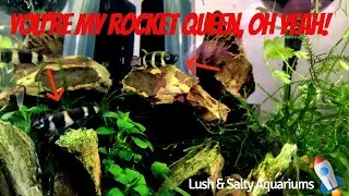 Desktop tanks launching pad for The Rocket Killifish