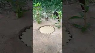 Beautiful Awesome Creative Parrot Trap #youtubeshorts