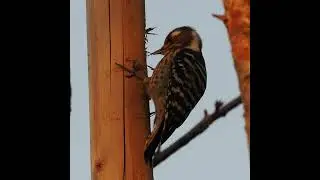 Japanese Pygmy Woodpecker