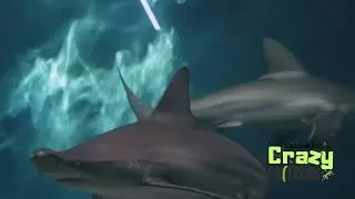 Shark week rap! 