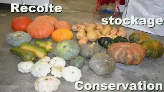 Courges : Ma Récolte, le Stockage, et la Conservation Longue Durée