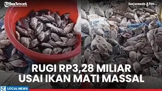 25 Pokdakan Terdampak, Kerugian Ikan Mati di Batola Tembus Rp3,28 Miliar dan Berpotensi Bertambah