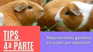 Mejoramiento genético en cuyes por selección Parte 4