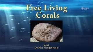 An introduction to free living corals - JCU Classroom on the Reef