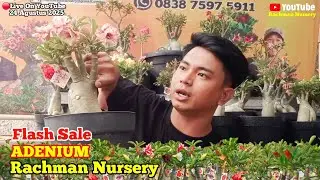🔴Live Flash Sale Adenium Bunga Tumpuk dan Karakter (25 Agustus 2025)#rachmannursery #adenium