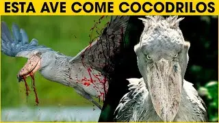 Cosas Que No Sabias De La Cig&uuml;e&ntilde;a Picozapato | shoebill