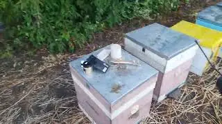 Як обробити бджіл дим пушкою правильно.  Препарат - Тактік