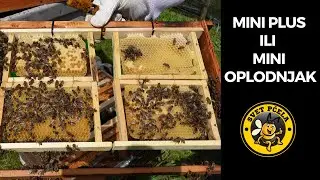 Kako napraviti mini plus ili mini oplodnjak. Pčelarstvo 2023