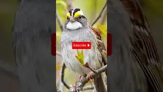 White Throated Sparrow #birdsong #birds #naturesvoice #birdsounds #nature #wildlife #talkingnature
