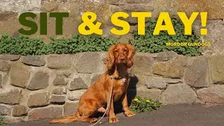 How To Teach Your Dog To Sit & Stay (& Enforce It!)