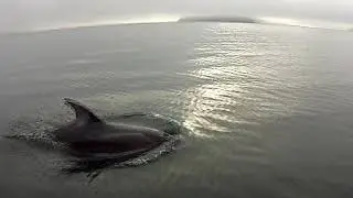 Harbors #propose #rope #debris #garba #pugetsound #marinemammals #nature #Pollutions #water #help