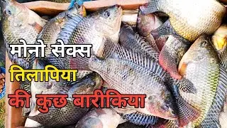 Tilapia fish farming || tilapia machhli palan