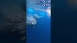 Under the sea the whale is sounding 💖